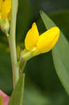 Yellow wild indigo